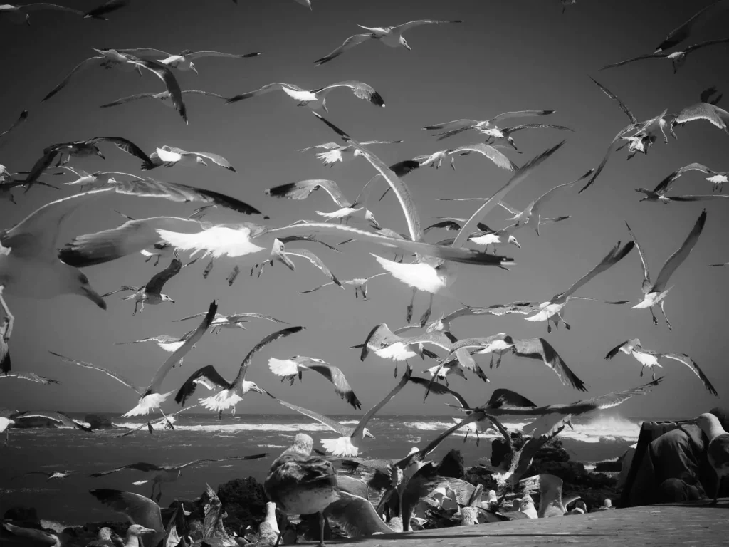 Essaouira Street Photography 20
