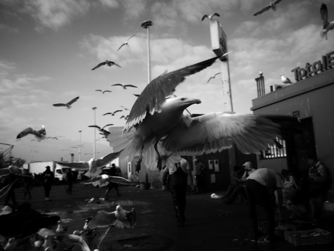 Daido Moriyama fotografia strada