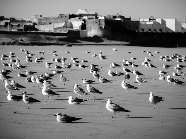 Gabbiani di Essaouira
