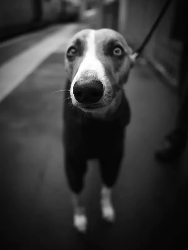 Dog in london ba6134e3